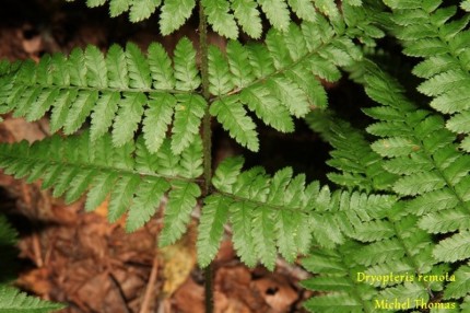 Dryopteris remota